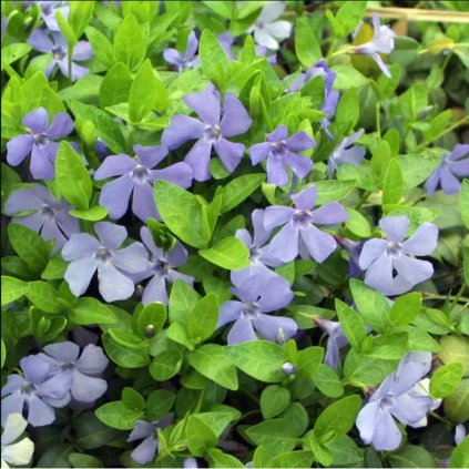 vinca minor 4 600x600