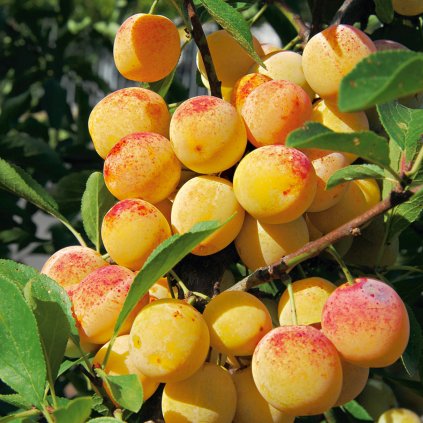 Mirabelka Bellamira