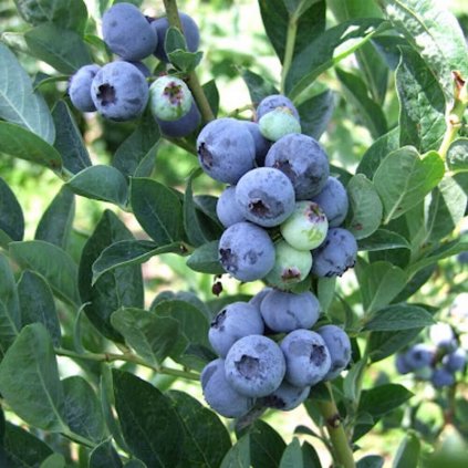 Cucoriedka Bluegold