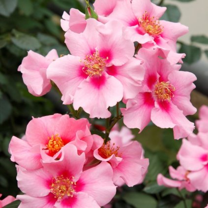 See you in pink