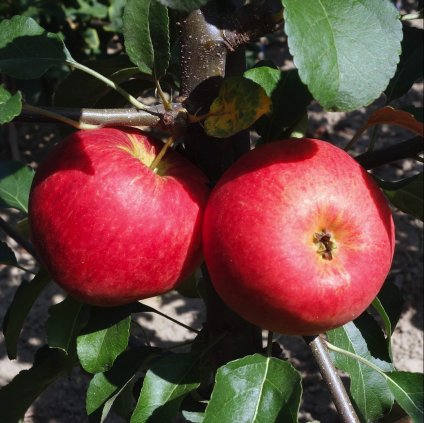 Zakrpatena jablon Garden Sun red