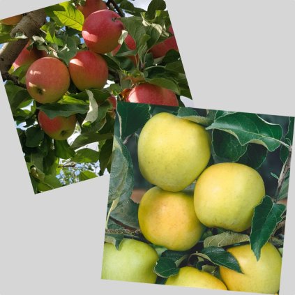 Zvyhodneny set Pinova+Golden Delicious