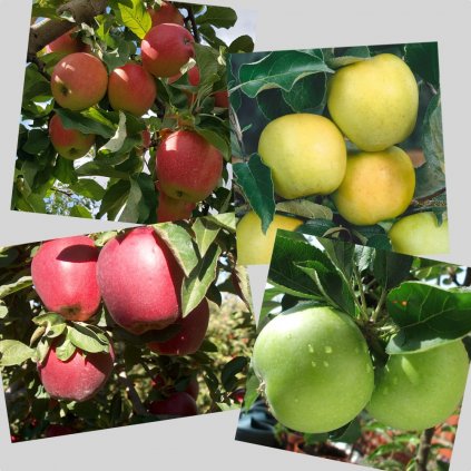 Zvyhodneny set Pinova+Golden Delicious+Red Delicious+Granny Smith