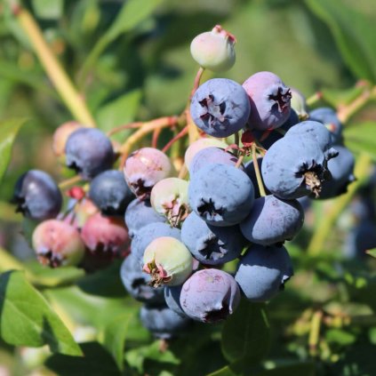 Cucoriedka Bluecrop