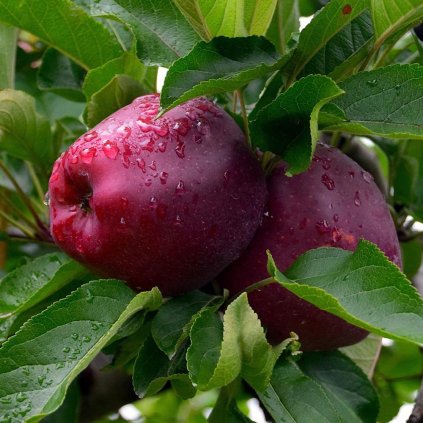 Jablon Red Delicious