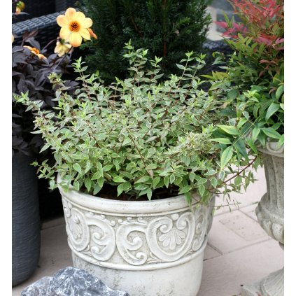 Abelia Grandiflora Lucky Lots