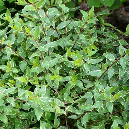 Abelia Grandiflora Sunshine Daydream
