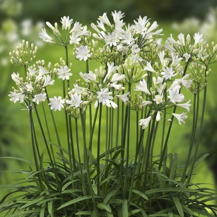 Kalokvet L'amour d'ete blanc