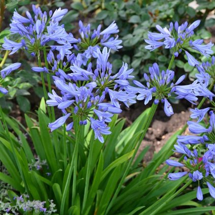 Kalokvet Pitchoune® blue scrarey