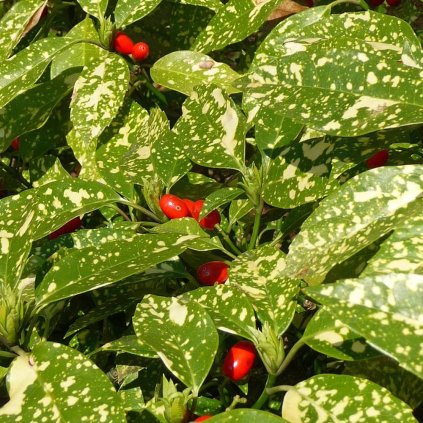Aukuba japonica 'Crotonifolia'