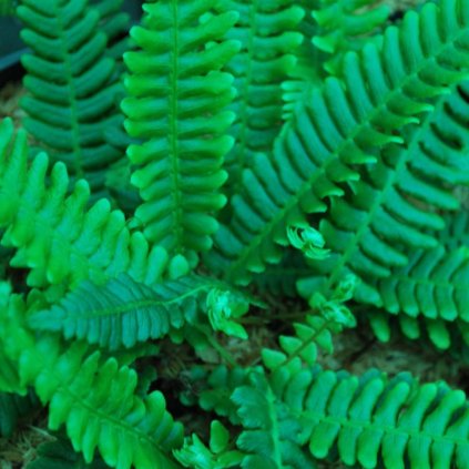 Rebrovka BLECHNUM spicant