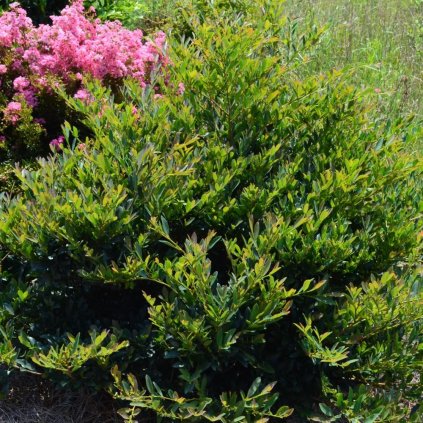 Dystylium x Blue cascade®