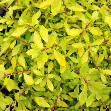 Escallonia x Golden carpet alcaura