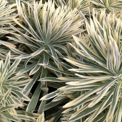 Euphorbia characias 'Tasmania Tiger'