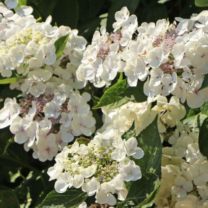 Hortenzia 'Lanarth white'