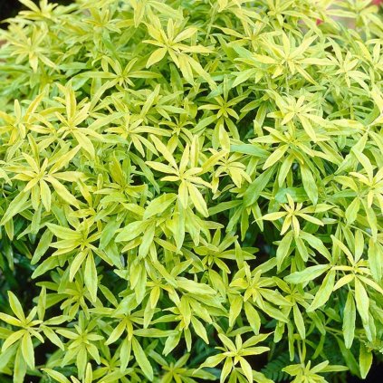 Choisya ternata 'Goldfingers® limo'