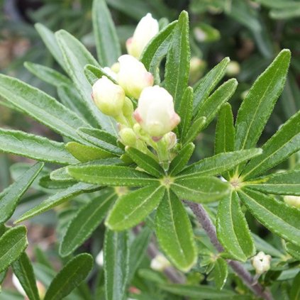 Choisya ternata 'Snow Flurries Lissflurry'