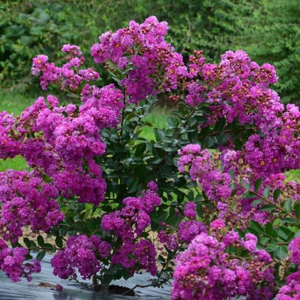 Myrta LAGERSTROEMIA indica 'Indya charms® violet dete® indyvio'
