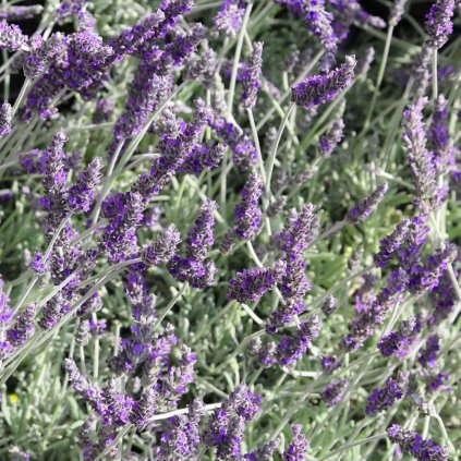 LAVANDULA intermedia 'Seguret'
