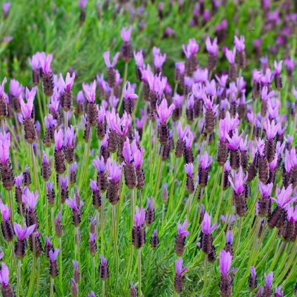 LAVANDULA stoechas 'The princess ® lavender'