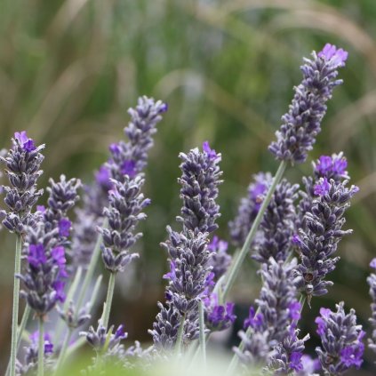 Levandula Richard Grey