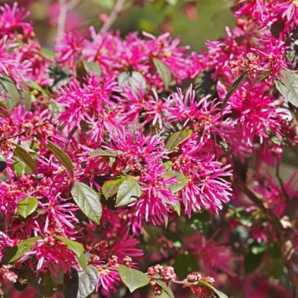 Loropetalum cinsky Pipas Red