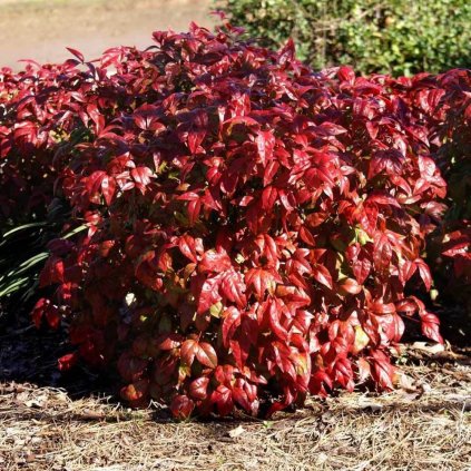 Nandina domestica Flirt