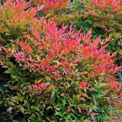 Nandina domestica Gulf Stream