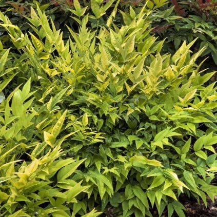 Nandina domestica magical Lemon lime