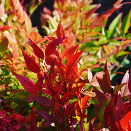 Nandina Domestica Obsessed seika