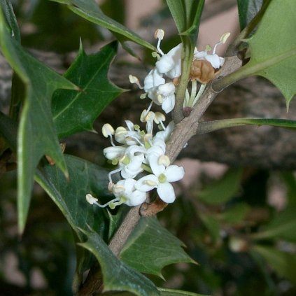 Osmanthus roznolisty Purpureus