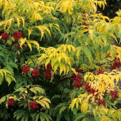Baza cervena Sutherland gold