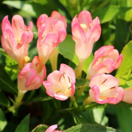 Vajgela Slingpink
