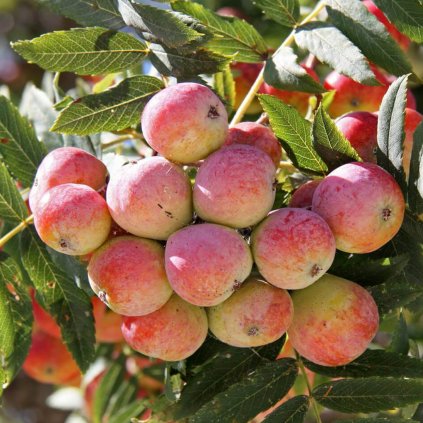 Oskoruša Sorbus domestica