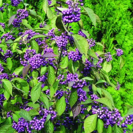 Callicarpa bodinieri 'Profusion'