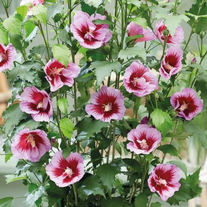 Ibistek Flower Towe Purple
