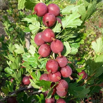 Drobné ovocie, egreše - Egreš Captivator