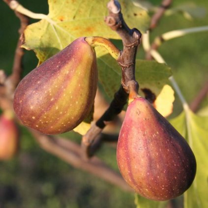 Drobné ovocie, figy - Figovník Gustis Perretta