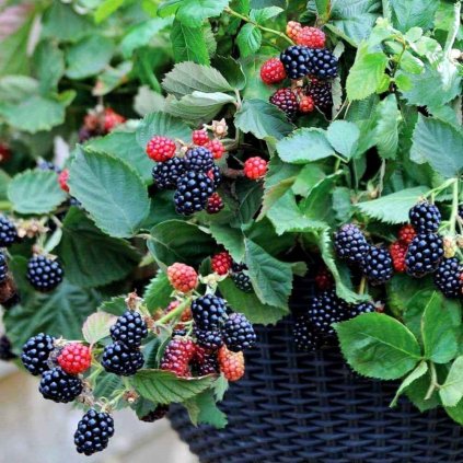 Cernica Black Cascade