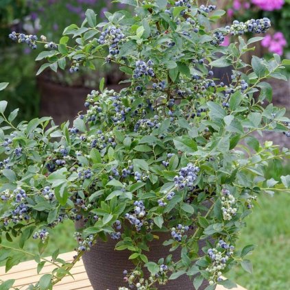 Cucoriedka Little Blue Wonder