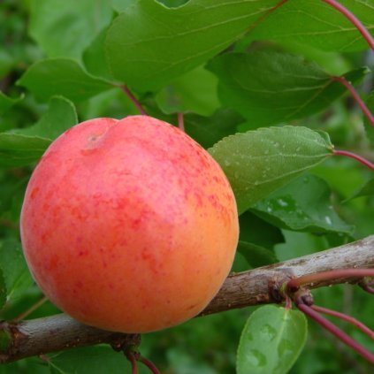 Marhula Sweet Red Sylver