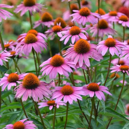 Echinacea Purpurea Magnus ruzova