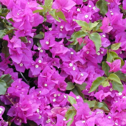 Bugenvilea