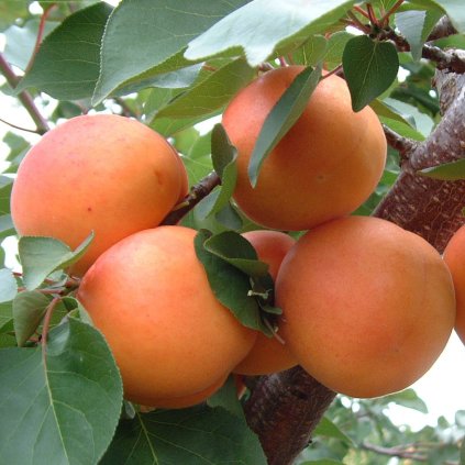 Marhula Sefora
