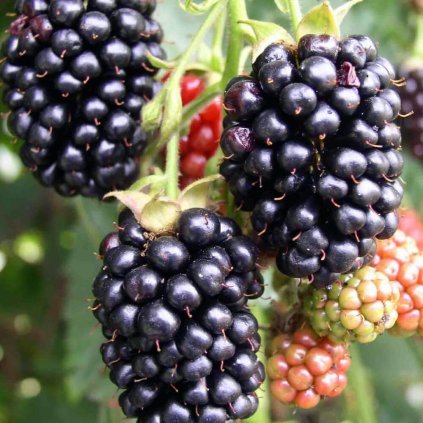 Plantex Drobne ovocie cernice Cernica black satin ker