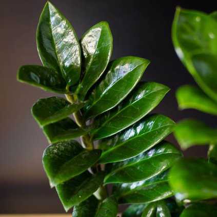 zamioculcas zenzi 7 1