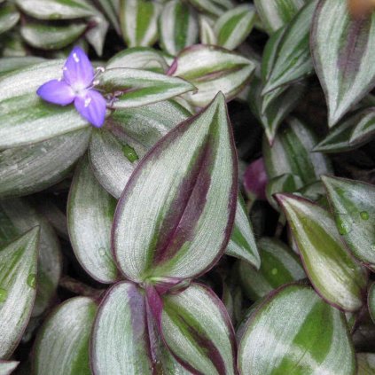 tradescantia zebrina purpusii plant