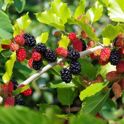 morusa fruit del c1