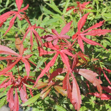 faecherahorn acer palmatum jerre schwartz gartencenter zulauf (1)