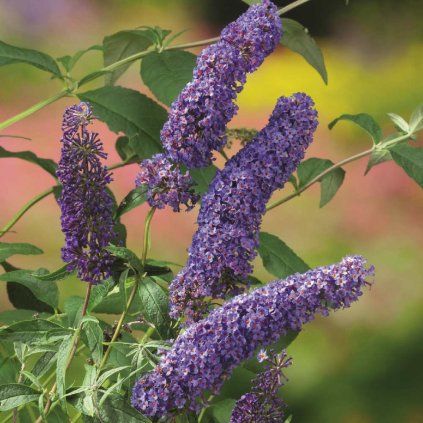 Buddleja davidii Nanho Blue